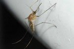 Plasmodio della malaria: scoperta molecola che lo rende invisibile