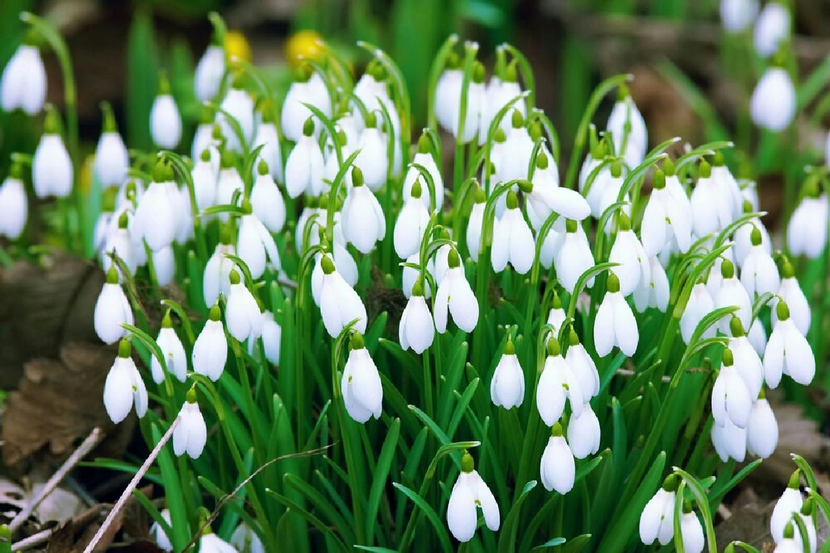 Bucaneve in vaso o in giardino: guida completa per far fiorire per primi i simboli dell’inizio anno