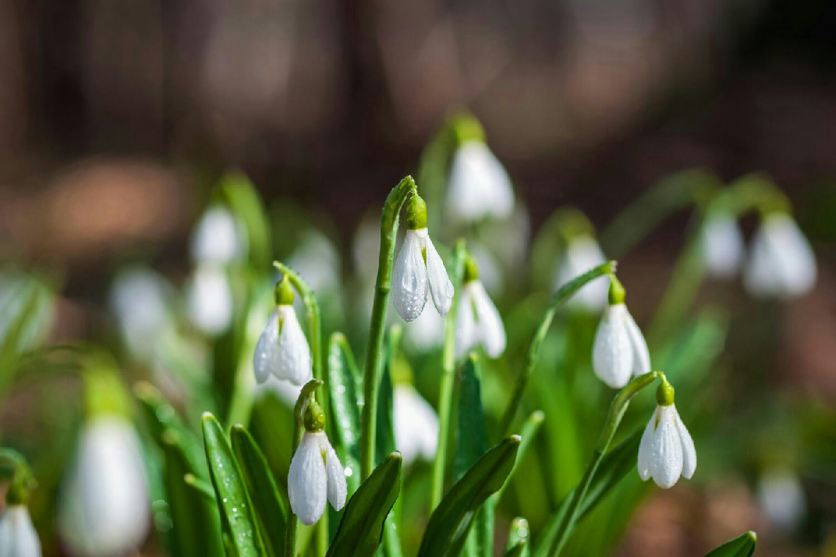 Bucaneve in vaso o in giardino: guida completa per far fiorire per primi i simboli dell’inizio anno