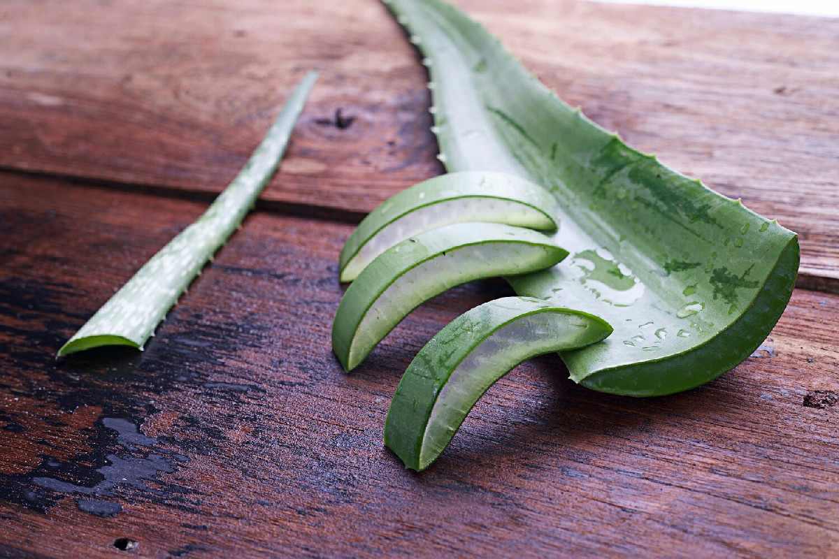 L’aloe vera: alleato naturale per benessere completo e detox quotidiano efficace