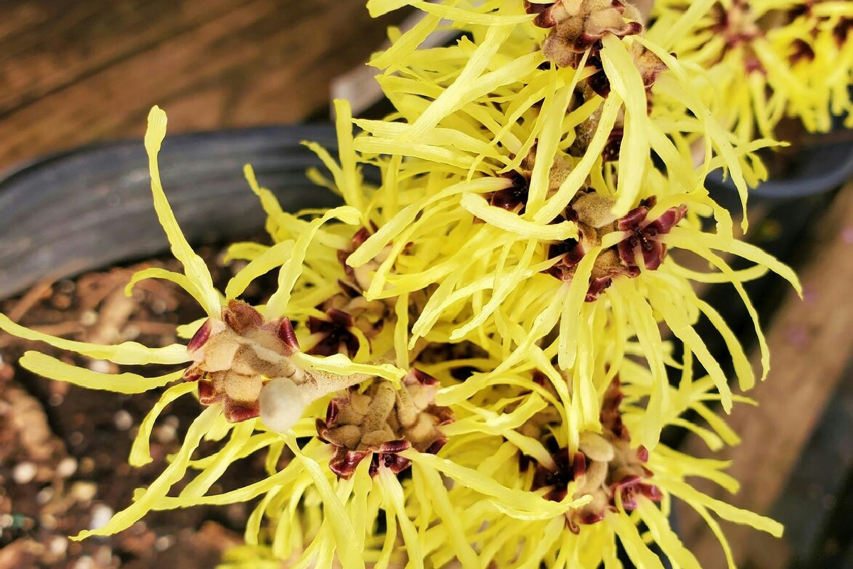 Piante ideali per fioriture abbondanti anche durante i mesi più freddi dell’anno